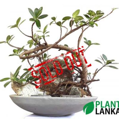 Largest bonsai plant collection in sri lanka
