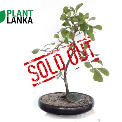 Bonsai, indoor and cactus plants delivery in Sri Lanka