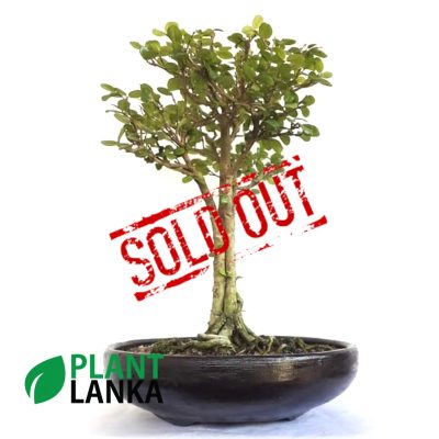 Plant Lanka - Deliver premium plants in Sri Lanka