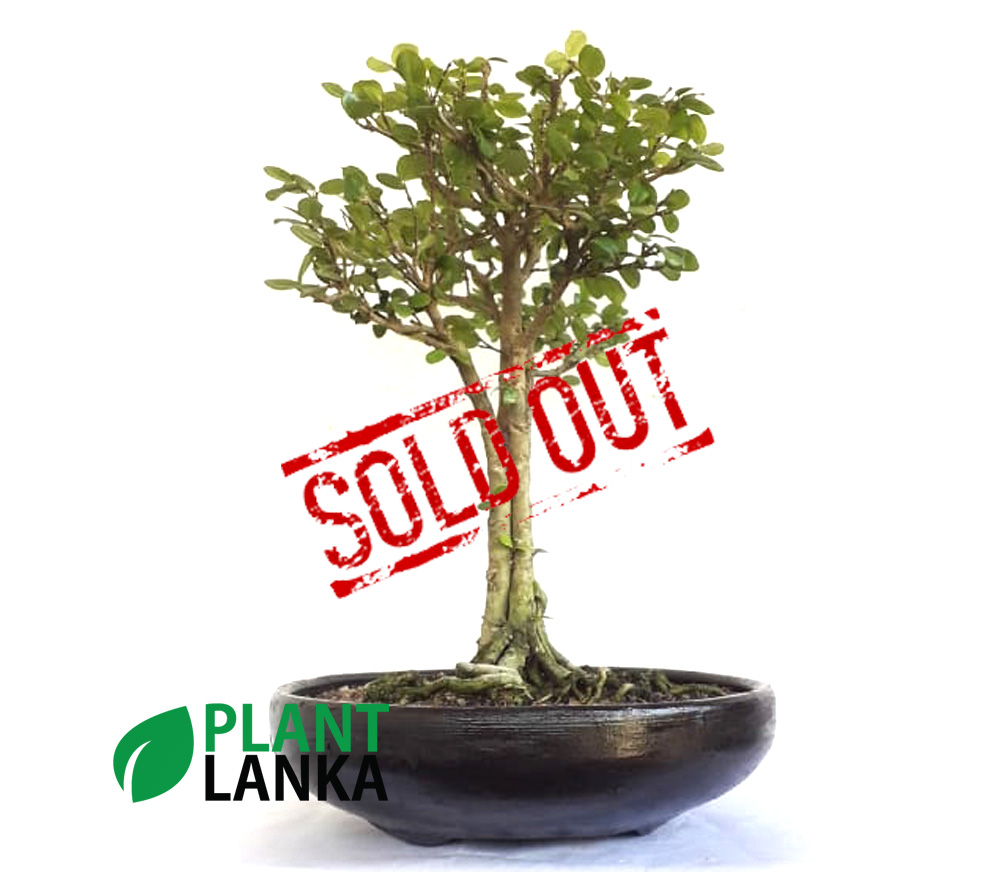 Plant Lanka - Deliver premium plants in Sri Lanka Plant Lanka - Deliver premium plants in Sri Lanka