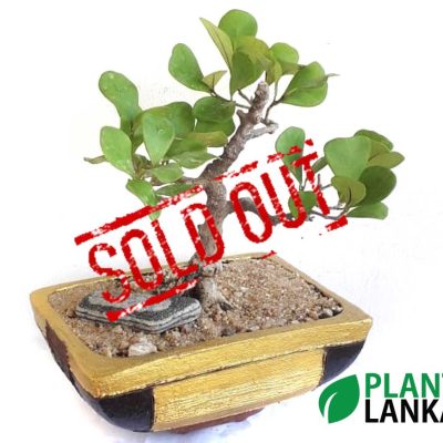 Bonsai, indoor and cactus plants delivery in Sri Lanka