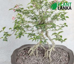 Plant Lanka - Deliver premium plants in Sri Lanka