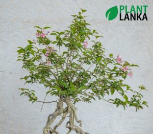 Plant Lanka - Deliver premium plants in Sri Lanka