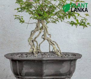 Plant Lanka - Deliver premium plants in Sri Lanka