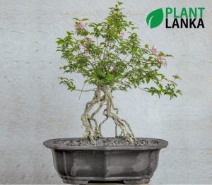 Plant Lanka - Deliver premium plants in Sri Lanka