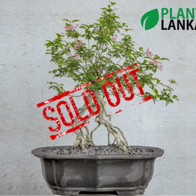 Bonsai, indoor and cactus plants delivery in Sri Lanka