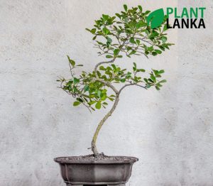 Plant Lanka - Deliver premium plants in Sri Lanka