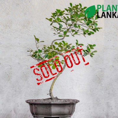 Plant Lanka - Deliver premium plants in Sri Lanka