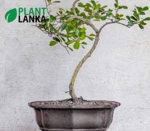 Plant Lanka - Deliver premium plants in Sri Lanka