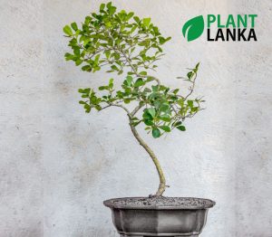 Plant Lanka - Deliver premium plants in Sri Lanka