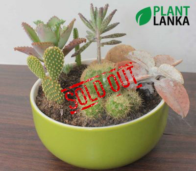 Cactus forest in a green ceramic pot (කැක්ටස් වර්ග 7 ක එකතුව)