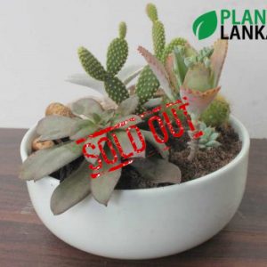 Cactus forest in a ceramic pot (කැක්ටස් වර්ග 6 ක එකතුව)
