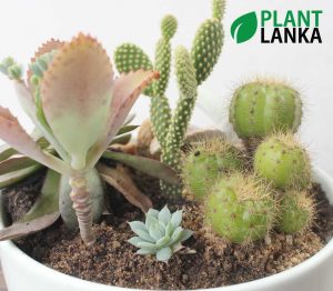 Cactus and Succulent plant assortment from Plant Lanka