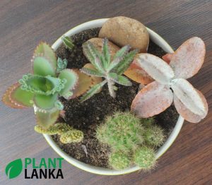 Cactus and Succulent plant assortment from Plant Lanka