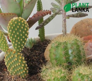 Cactus and Succulent plant assortment from Plant Lanka