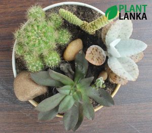 Cactus and Succulent plant assortment from Plant Lanka