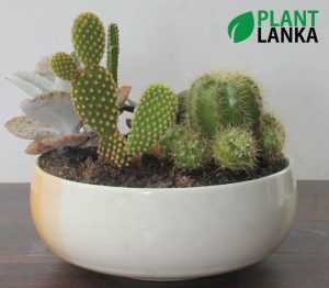 Cactus and Succulent plant assortment from Plant Lanka