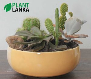 Cactus and Succulent plant assortment from Plant Lanka