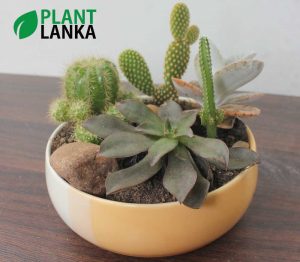 Cactus and Succulent plant assortment from Plant Lanka