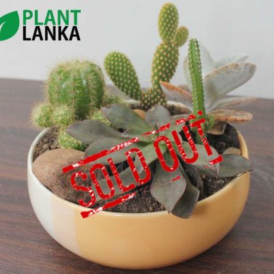 Cactus and Succulent plant assortment from Plant Lanka