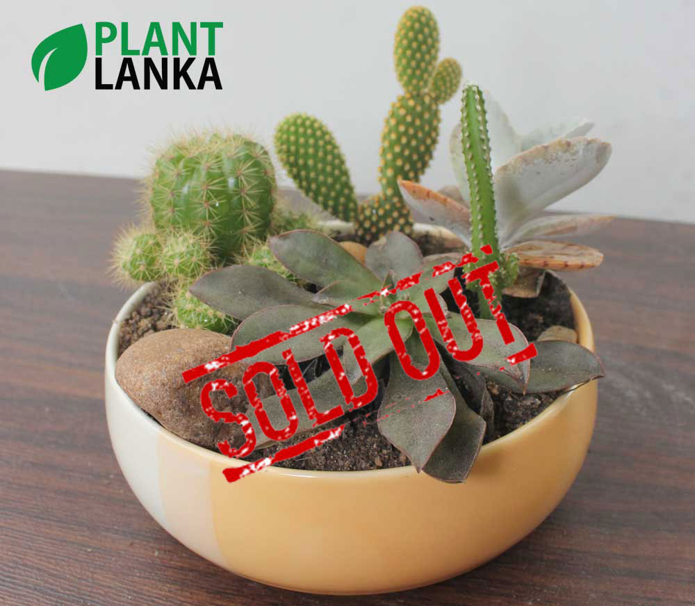 Cactus and Succulent plant assortment from Plant Lanka Cactus and Succulent plant assortment from Plant Lanka