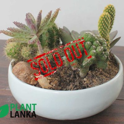 Cactus plants delivery in sri lanka