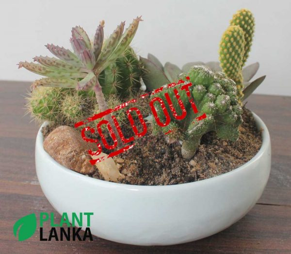 Cactus plants delivery in sri lanka