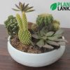 Cactus and Succulent plant assortment from Plant Lanka