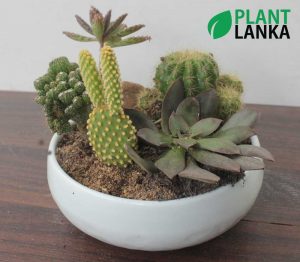 Cactus and Succulent plant assortment from Plant Lanka