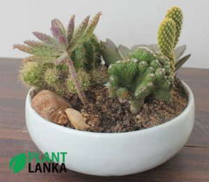 Cactus and Succulent plant assortment from Plant Lanka