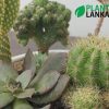 Cactus and Succulent plant assortment from Plant Lanka