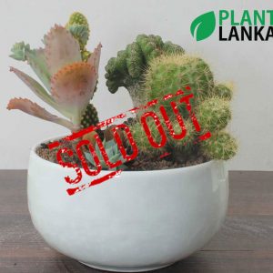 Buy Cactus plants in Sri Lanka