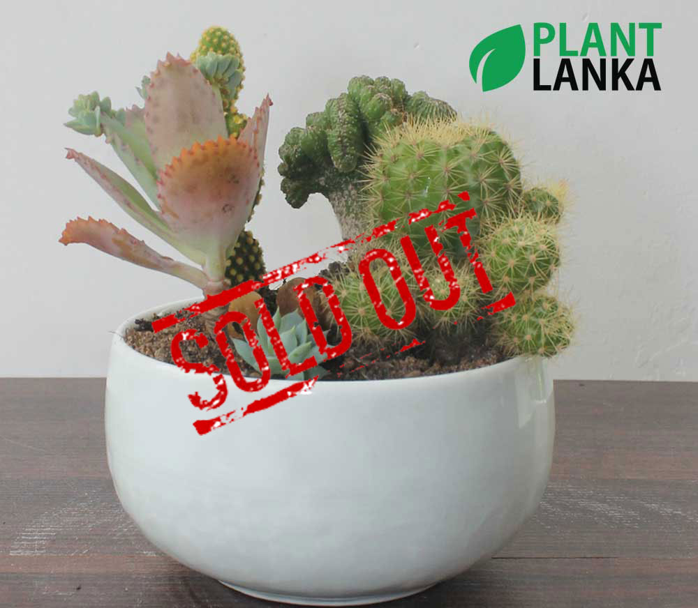 Cactus forest in a ceramic pot (කැක්ටස් වර්ග 5 ක එකතුව ...