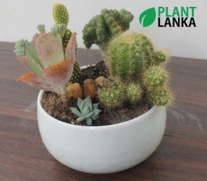 Cactus and Succulent plant assortment from Plant Lanka