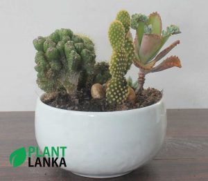 Cactus and Succulent plant assortment from Plant Lanka