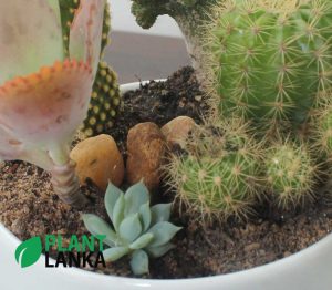 Cactus and Succulent plant assortment from Plant Lanka