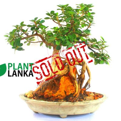 Bonsai, indoor and cactus plants delivery in Sri Lanka