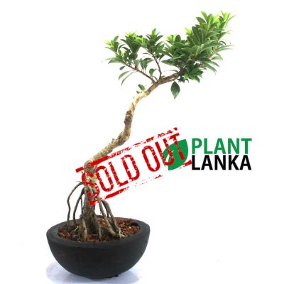 Plant Lanka - Deliver premium plants in Sri Lanka