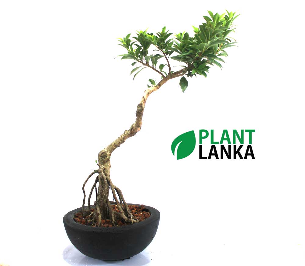 Bonsai, indoor and cactus plants delivery in Sri Lanka
