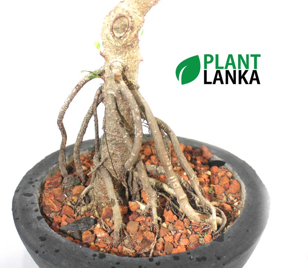 Bonsai, indoor and cactus plants delivery in Sri Lanka