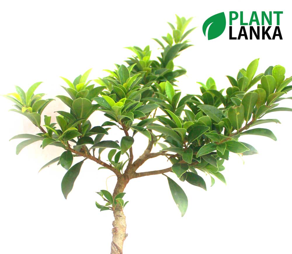 Bonsai, indoor and cactus plants delivery in Sri Lanka