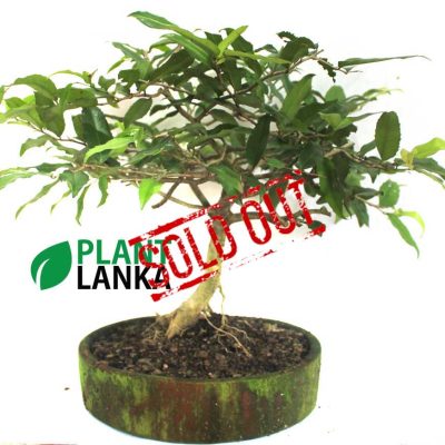 Weera (වීර) Bonsai tree in an antique clay pot. 5 to 6 years old
