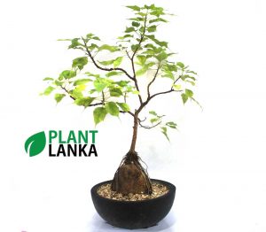 Bonsai, indoor and cactus plants delivery in Sri Lanka