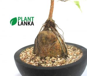 Bonsai, indoor and cactus plants delivery in Sri Lanka