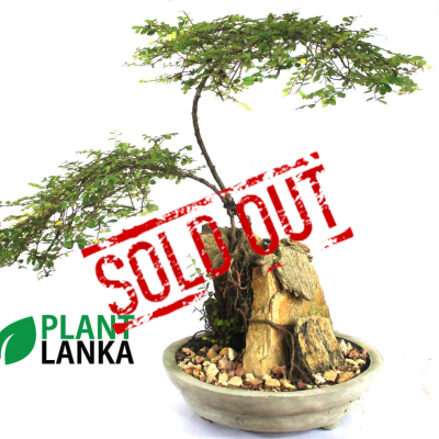 Bonsai, indoor and cactus plants delivery in Sri Lanka