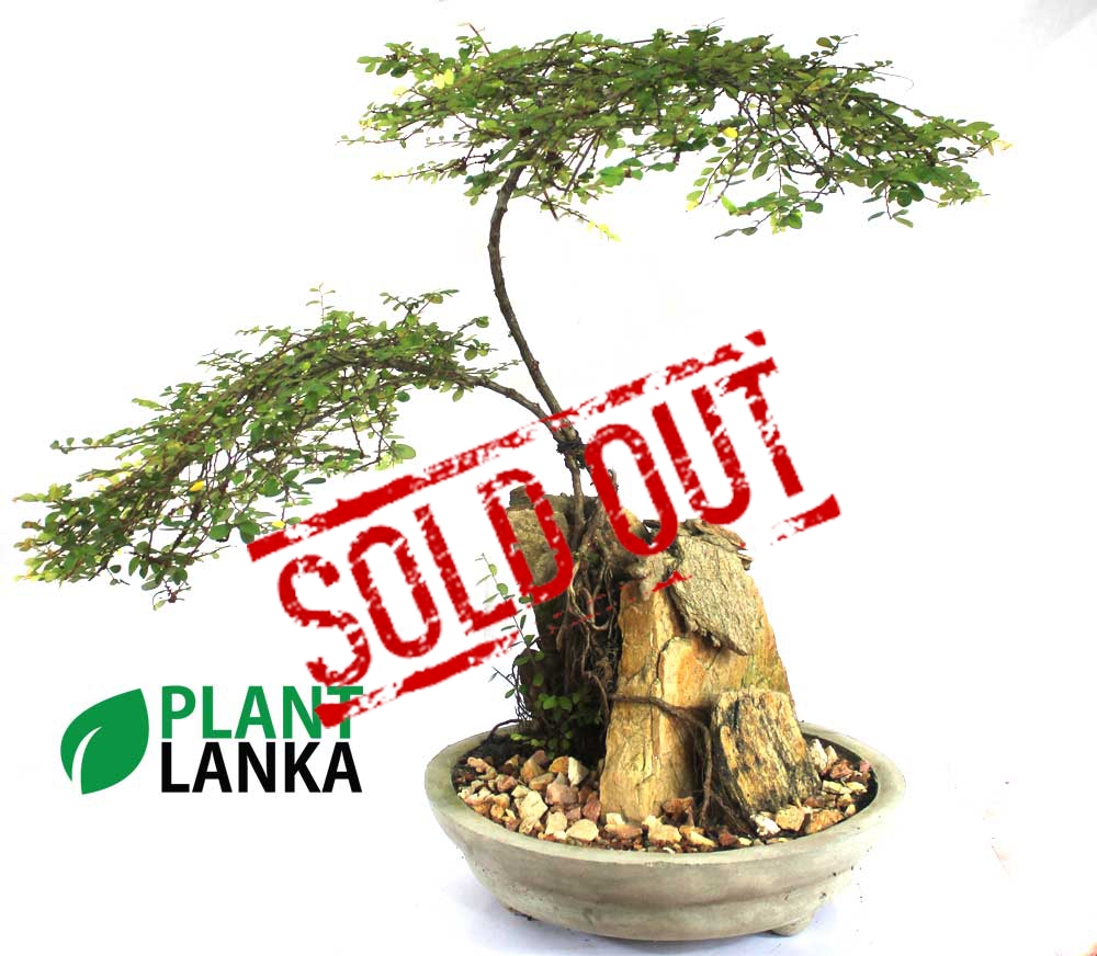 Bonsai, indoor and cactus plants delivery in Sri Lanka Bonsai, indoor and cactus plants delivery in Sri Lanka