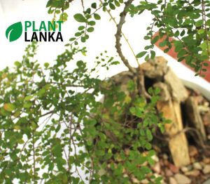 Bonsai, indoor and cactus plants delivery in Sri Lanka