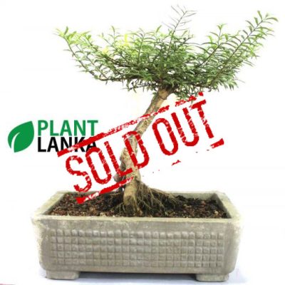 Plant Lanka - Deliver premium plants in Sri Lanka