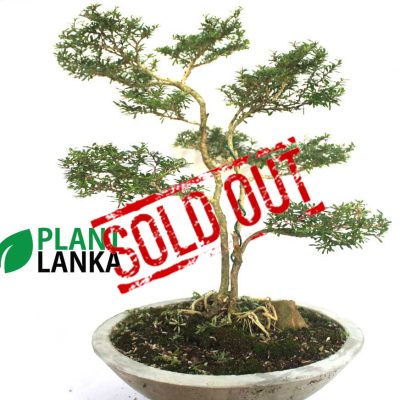 Bonsai, indoor and cactus plants delivery in Sri Lanka