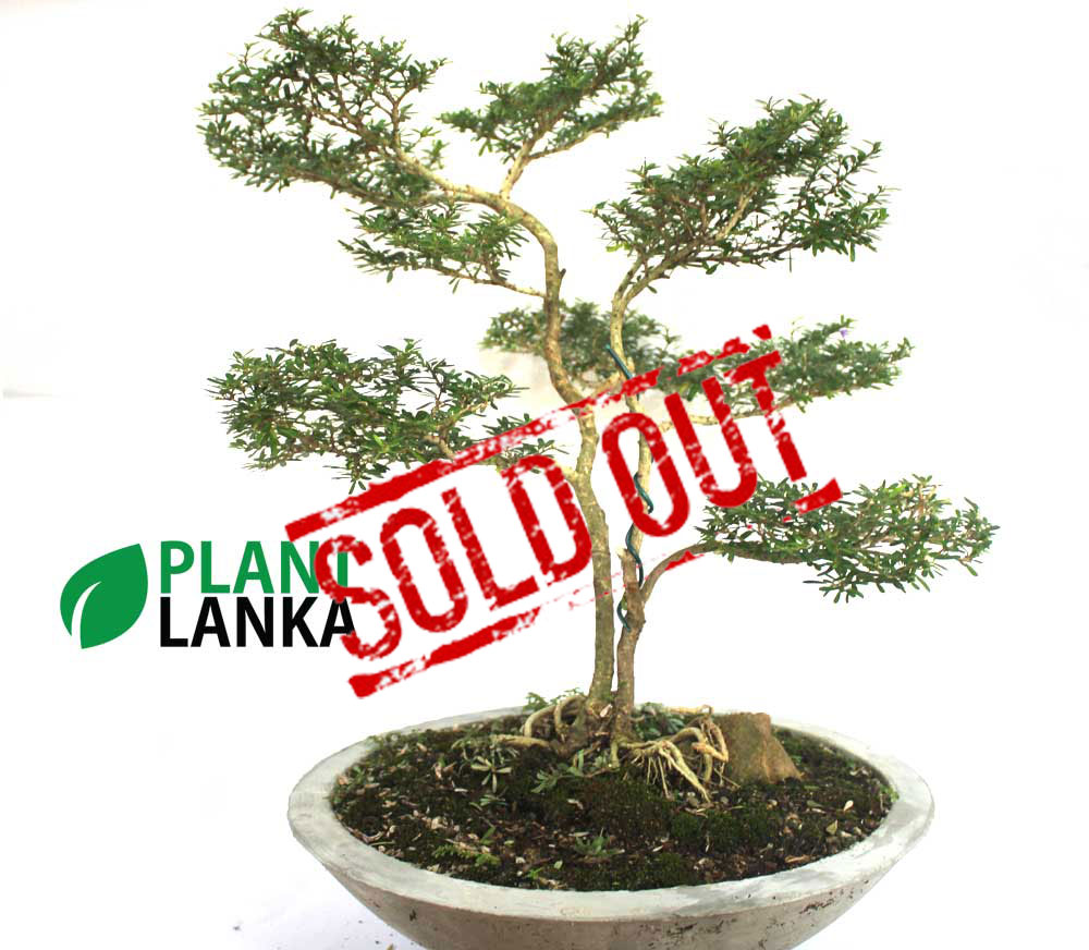 Bonsai, indoor and cactus plants delivery in Sri Lanka Bonsai, indoor and cactus plants delivery in Sri Lanka